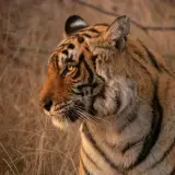 Bengal tiger
