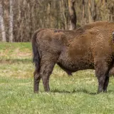 European bison