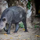 Baird's tapir
