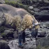 Takin