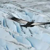 Andean condor