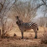 Plains zebra