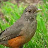Rufous-bellied thrush