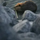 North American beaver