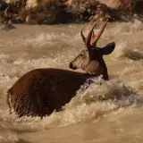 Huemul