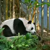 Giant panda