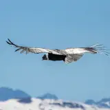Andean condor