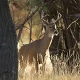 White-tailed deer