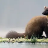 Pine marten