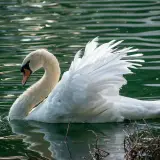 Mute swan