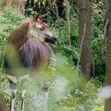 Okapi