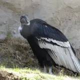 Andean condor