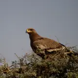Steppe eagle