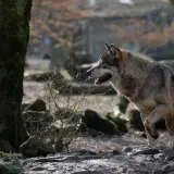 Gray wolf