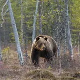 Brown bear