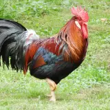 Gallic rooster
