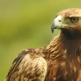 Golden eagle