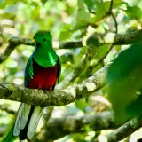 Resplendent quetzal