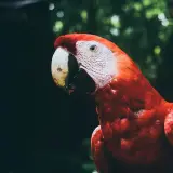 Scarlet macaw