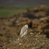 Gyrfalcon