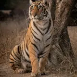 Bengal tiger