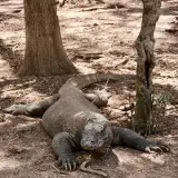 Komodo dragon