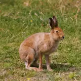 Irish hare