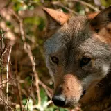 Italian wolf