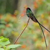 Red-billed streamertail (doctor bird)