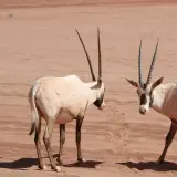 Arabian oryx