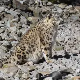 Snow leopard