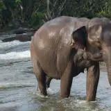 Asian elephant