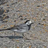 White wagtail