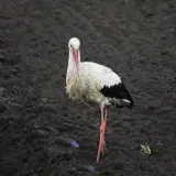 White stork