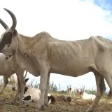 Zebu
