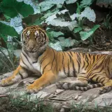 Malayan tiger