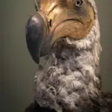 Dodo