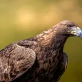 Golden eagle