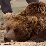 Gobi bear (mazaalai)