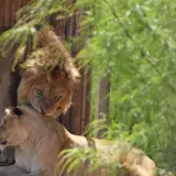 Barbary lion (Atlas lion)