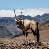 Gemsbok