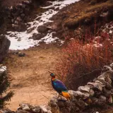Himalayan monal