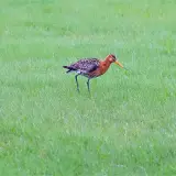 Black-tailed godwit