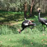Black crowned crane