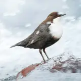 White-throated dipper