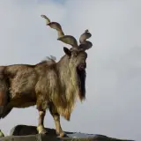 Markhor
