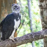 Harpy eagle