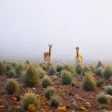 Vicuña