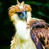 Philippine eagle