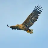 White-tailed eagle